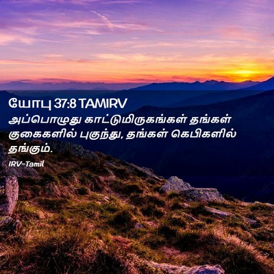 Picture 02 - யோபு 37:8 TAMIRV - அப்பொழுது - Bible Verse Picture