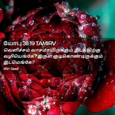 Picture 02 - யோபு 38:19 TAMIRV - வெளிச்சம் - Bible Verse Picture