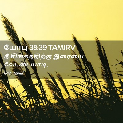 Picture 02 - யோபு 38:39 TAMIRV - நீ சிங்கத்திற்கு - Bible Verse Picture