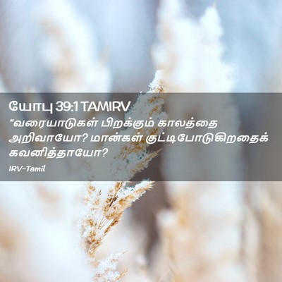 Picture 02 - யோபு 39:1 TAMIRV - “வரையாடுகள் - Bible Verse Picture
