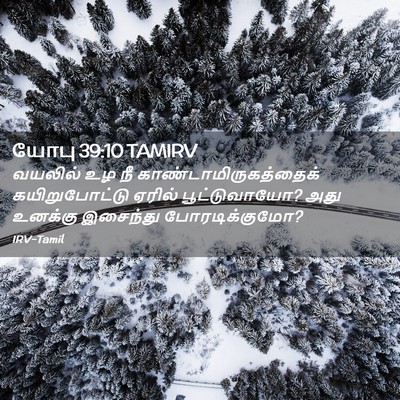 Picture 02 - யோபு 39:10 TAMIRV - வயலில் உழ நீ - Bible Verse Picture