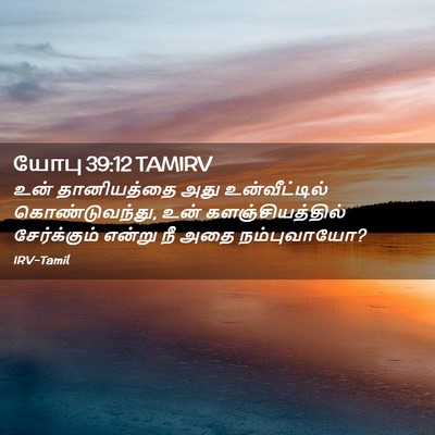 Picture 02 - யோபு 39:12 TAMIRV - உன் தானியத்தை அது - Bible Verse Picture