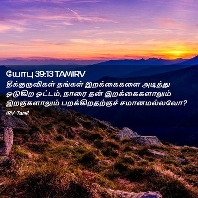 Picture 02 - யோபு 39:13 TAMIRV - தீக்குருவிகள் - Bible Verse Picture