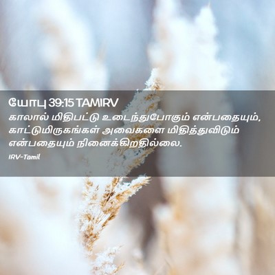 Picture 02 - யோபு 39:15 TAMIRV - காலால் மிதிபட்டு - Bible Verse Picture