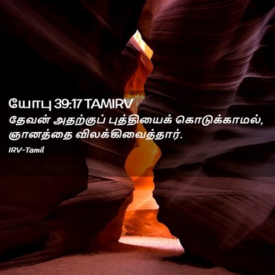 Picture 02 - யோபு 39:17 TAMIRV - தேவன் அதற்குப் - Bible Verse Picture