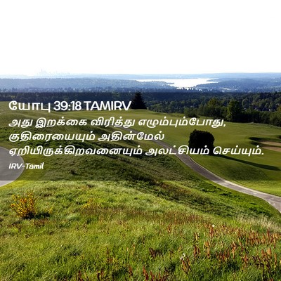 Picture 02 - யோபு 39:18 TAMIRV - அது இறக்கை - Bible Verse Picture
