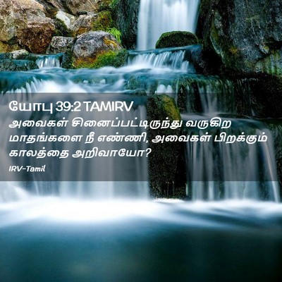 Picture 02 - யோபு 39:2 TAMIRV - அவைகள் - Bible Verse Picture