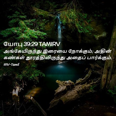 Picture 02 - யோபு 39:29 TAMIRV - அங்கேயிருந்து - Bible Verse Picture