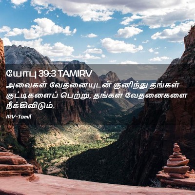 Picture 02 - யோபு 39:3 TAMIRV - அவைகள் வேதனையுடன் - Bible Verse Picture