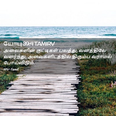 Picture 02 - யோபு 39:4 TAMIRV - அவைகளின் - Bible Verse Picture