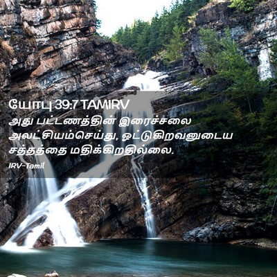 Picture 02 - யோபு 39:7 TAMIRV - அது பட்டணத்தின் - Bible Verse Picture