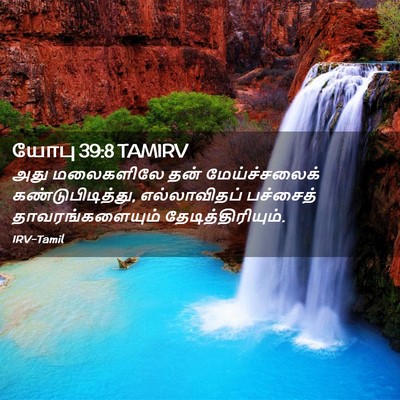 Picture 02 - யோபு 39:8 TAMIRV - அது மலைகளிலே தன் - Bible Verse Picture