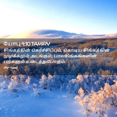Picture 02 - யோபு 4:10 TAMIRV - சிங்கத்தின் - Bible Verse Picture