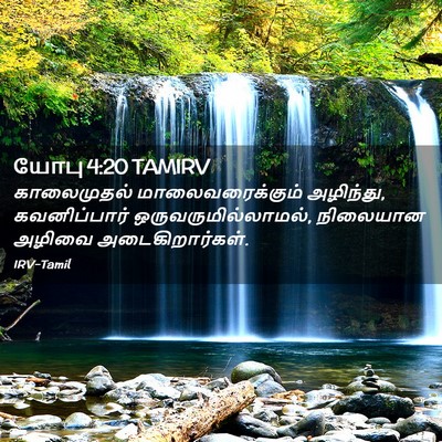 Picture 02 - யோபு 4:20 TAMIRV - காலைமுதல் - Bible Verse Picture