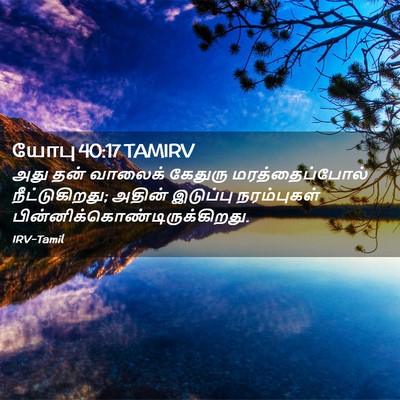 Picture 02 - யோபு 40:17 TAMIRV - அது தன் வாலைக் - Bible Verse Picture