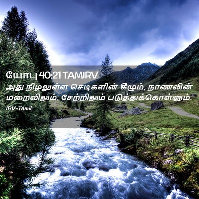 Picture 02 - யோபு 40:21 TAMIRV - அது நிழலுள்ள - Bible Verse Picture