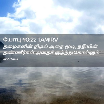 Picture 02 - யோபு 40:22 TAMIRV - தழைகளின் நிழல் - Bible Verse Picture
