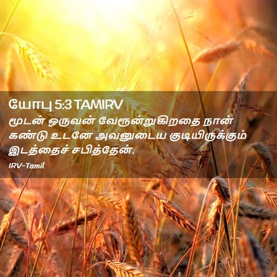 Picture 02 - யோபு 5:3 TAMIRV - மூடன் ஒருவன் - Bible Verse Picture