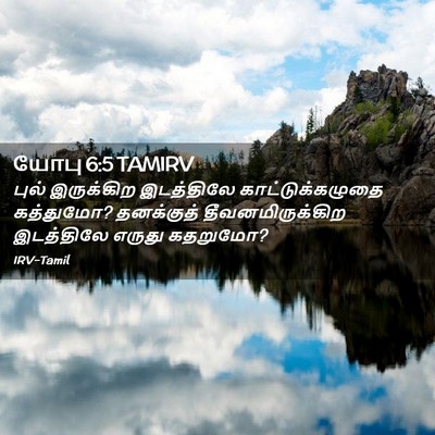 Picture 02 - யோபு 6:5 TAMIRV - புல் இருக்கிற - Bible Verse Picture