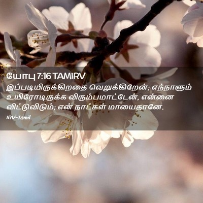 Picture 02 - யோபு 7:16 TAMIRV -  - Bible Verse Picture