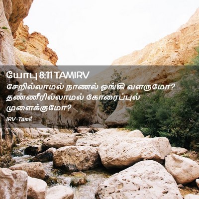 Picture 02 - யோபு 8:11 TAMIRV - சேறில்லாமல் நாணல் - Bible Verse Picture