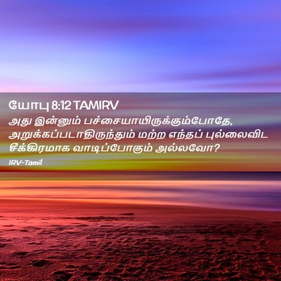 Picture 02 - யோபு 8:12 TAMIRV - அது இன்னும் - Bible Verse Picture