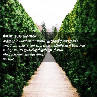 Picture 02 - யோபு 8:6 TAMIRV - சுத்தமும் - Bible Verse Picture