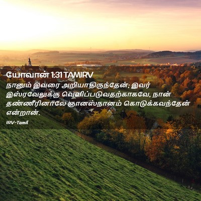 Picture 02 - யோவான் 1:31 TAMIRV - நானும் இவரை - Bible Verse Picture