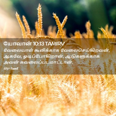 Picture 02 - யோவான் 10:13 TAMIRV - வேலையாள் - Bible Verse Picture