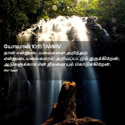 Picture 02 - யோவான் 10:15 TAMIRV - நான் - Bible Verse Picture