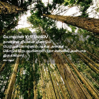 Picture 02 - யோவான் 10:17 TAMIRV - நான் என் ஜீவனை - Bible Verse Picture