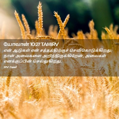 Picture 02 - யோவான் 10:27 TAMIRV - என் ஆடுகள் என் - Bible Verse Picture
