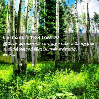 Picture 02 - யோவான் 11:23 TAMIRV - இயேசு அவளைப் - Bible Verse Picture