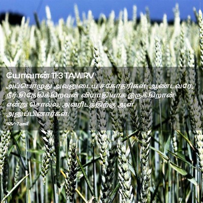 Picture 02 - யோவான் 11:3 TAMIRV - அப்பொழுது அவனுடைய - Bible Verse Picture