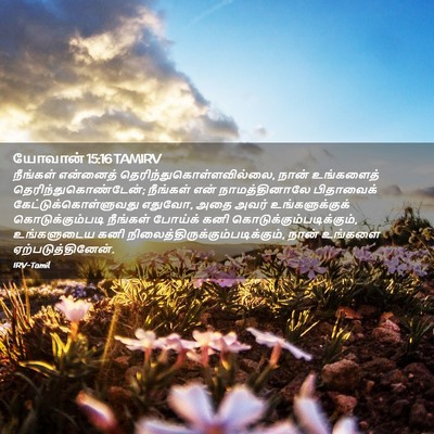 Picture 02 - யோவான் 15:16 TAMIRV - நீங்கள் என்னைத் - Bible Verse Picture
