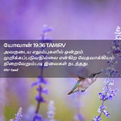 Picture 02 - யோவான் 19:36 TAMIRV - அவருடைய - Bible Verse Picture