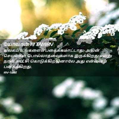 Picture 02 - யோவான் 7:7 TAMIRV - உலகம் உங்களைப் - Bible Verse Picture