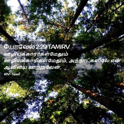 Picture 02 - யோவேல் 2:29 TAMIRV -  - Bible Verse Picture