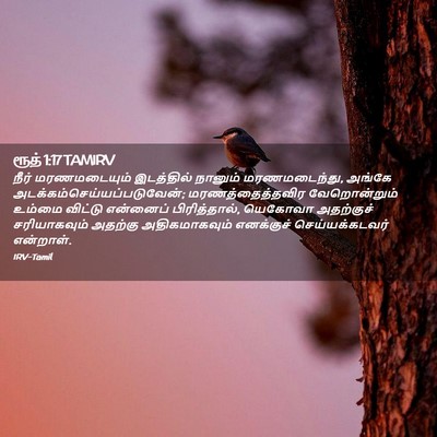 Picture 02 - ரூத் 1:17 TAMIRV - நீர் மரணமடையும் - Bible Verse Picture