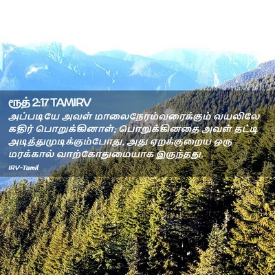 Picture 02 - ரூத் 2:17 TAMIRV - அப்படியே அவள் - Bible Verse Picture