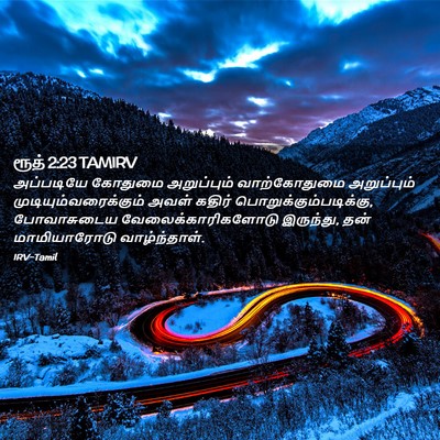 Picture 02 - ரூத் 2:23 TAMIRV - அப்படியே கோதுமை - Bible Verse Picture