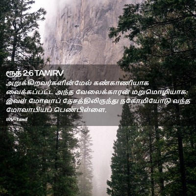 Picture 02 - ரூத் 2:6 TAMIRV -  - Bible Verse Picture