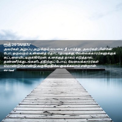 Picture 02 - ரூத் 2:9 TAMIRV - அவர்கள் அறுப்பு - Bible Verse Picture