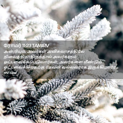 Picture 02 - ரோமர் 11:23 TAMIRV - அன்றியும், - Bible Verse Picture