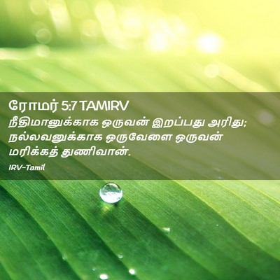 Picture 02 - ரோமர் 5:7 TAMIRV - நீதிமானுக்காக - Bible Verse Picture
