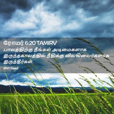 Picture 02 - ரோமர் 6:20 TAMIRV - பாவத்திற்கு - Bible Verse Picture