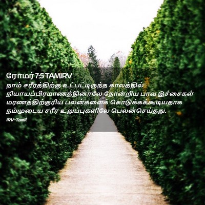 Picture 02 - ரோமர் 7:5 TAMIRV - நாம் சரீரத்திற்கு - Bible Verse Picture