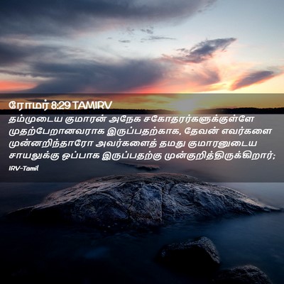 Picture 02 - ரோமர் 8:29 TAMIRV - தம்முடைய குமாரன் - Bible Verse Picture