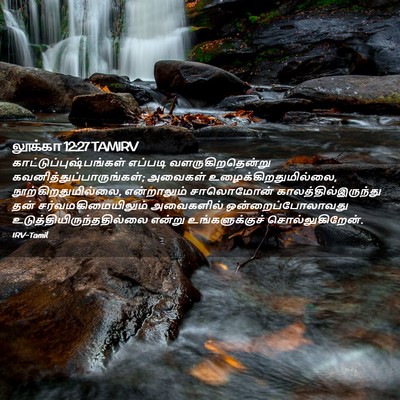 Picture 02 - லூக்கா 12:27 TAMIRV -  - Bible Verse Picture
