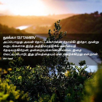 Picture 02 - லூக்கா 13:7 TAMIRV - அப்பொழுது அவன் - Bible Verse Picture